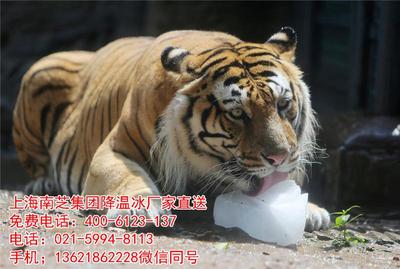 康健新村街道工业制冰服务 专业冰块供应与配送全解析